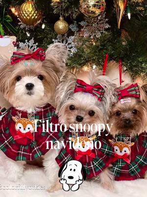 #filtrosnoopy #filtroia #feliznavidad #cutedog #christmasdog #dogtiktok #cutedogs #fyp #dogsoftiktokviral #snoopydog #snoopyfilter #yorkies #yorkiesoftiktok #yorkiesofficial #yorkiesofig #seattledogs 