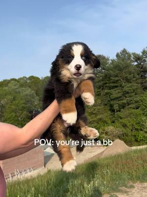 Unbothered gus #bernesemountaindog #bernesepuppy #bernesemountaindoglovers 