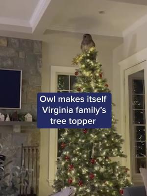 Many use a star or an angel as a Christmas tree topper. But for an Arlington family, there was a huge surprise. An owl — a real one  — flew down the chimney and did a little tree decorating of his own. #DMVTikTok #Virginia #NorthernVirginia #DCtiktok #DistrictofColumbia #WashingtonDC #Maryland #DMVnews #arlingtonva #owlsoftiktok #owls