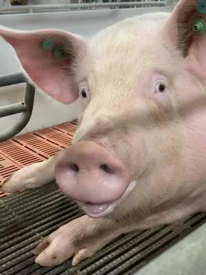 My boy.#piggy #relaxingvideos #satisfyingvideo #piggypiggy #pig #piggyspa #funny #pigbath #fypage #funnyvideos #interesting #relax #pigs #pov #relaxing #piggies #piggie #tiktok #fyp #viralvideo #viraltiktok #satisfyingvideo 