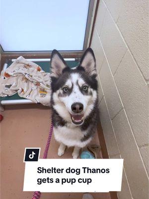 Thanos is adoptable at the Benton Franklin Humane Society in Kennewick, Washington. #shelterdogsrock #volunteer #adoptashelterdog #pupcup #kennewickwa 