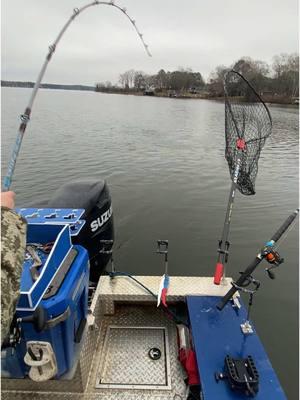 Another day, another personal best on the big cat fever rods! #zrbigcatfeverrods #bigcatfever #catchthefever #zrbcfrods #drycreekmarine #miraclemarine #alphaboardz #dancopliers #doitwithdanco #fishusa #catfish #catfishing #fishing #Outdoors #lakegaston #lkg #bluesbrothersguideservice #pennfishing #berkleyfishing #fatfishdesignz #hukfishing 