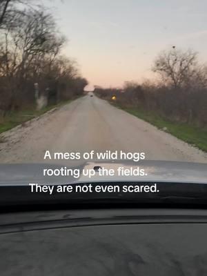 Wild hogs on the ranch. #ranchtok #farm #fyp #healthy #farmlife #rancho #grill #wildlife #wildhogs #pigsoftiktok #hog 