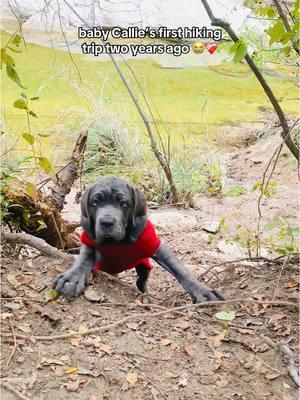 baby Callie’s first hiking trip two years ago 😭❤️‍🩹 #neapolitanmastiff #mastiffpuppy #neapolitanmastiffpuppy #puppies 