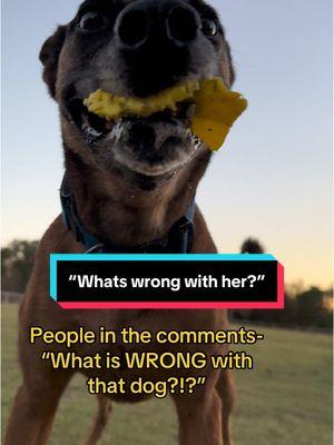 Responding to “whats wrong with that dog?” #zilla #godzilla #malinois #belgianmalinois #malinoisoftiktok #belgianmalinoisoftiktok #malinoisbelgian #malinoislife #malinoisworld #malinoislovers #malinoisdog #dogtok #dogsoftiktok #chatter #funnydog 