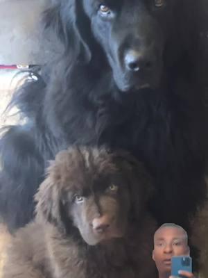 My dogs want to be famous! #dogsoftiktok #dogs #newfoundlanddog #newfiepuppy #CapCut 