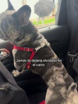 #doglover #perrihijo #perritos #tristesa como alguien puede olvidar a su perrito 8 horas en un auto con las ventanas cerradas 