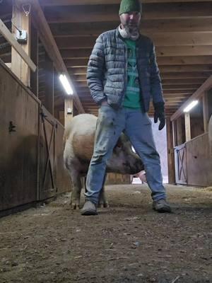 Friday with Baby Jones  #veganfortheanimals #choosecompassion #animalsanctuary #pigs #friendsnotfood #pigtok #pigsoftiktok #broomeanimalsanctuary @GregTonian @Broome Animal Sanctuary 