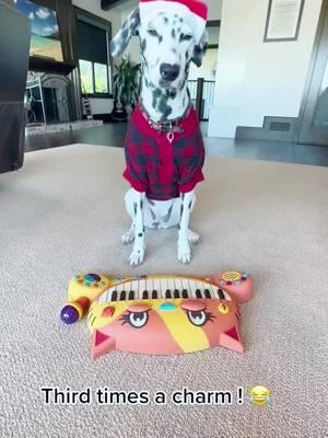 #jinglebells #dogmusic #funnydog #dalmatiansoftiktok #dogsrule #christmasdog #fyp#onthisday 