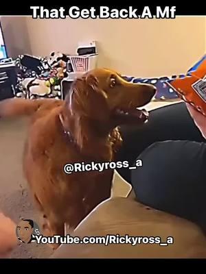 Sibling Rivalry: Stop Being Greedy - Funny Animal VoiceOvers | Follow Me On Instagram: @Rickyross_a and @Rickyross_a2 #Rickyross_a #rickyross_a2 #voiceover #voiceovers #animal #animals #dog #dogs #lol #lolreels #funnyreels #comedy #justjokes #funny #meme #viral #explorepage #lightskin #darkskin #dogvoiceover #sharingfood #food #Siblings #sibling #siblinglove #siblinggoals #siblingrivalry 