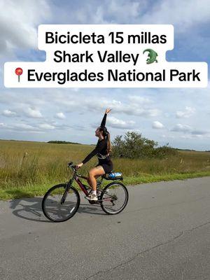 Bicicleta con alligators 📍 Everglades Florida #creatorsearchinsights #evergladesflorida #evergladesnationalpark #sharkvalley #bicicleta #bikeride #planfamiliar #alligator 