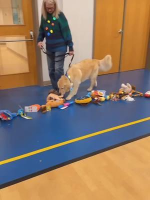 #LIVEhighlights #TikTokLIVE #LIVE little of WONDERMENT SERVICE DOGS Christmas party!! #awonderdog #dogsoftiktok #christmas #Party #christmasparty #dogparty #wondermentservicedog 