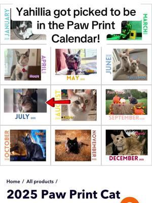 Im so excited for her! #cats #adorablecats #thepawprintcalendar #pawprintcalendar2025 #pawprint #catcontest #catpictures #catclub #federalway #seattletiktok 