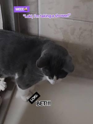 #loki #godofmischief #mischief #gods #norsemythology #kittensoftiktok #cats #shower #crazycat #crazycatlady #animallover #grateful #blessed #bestestboy #petlife #native #MomsofTikTok #humor #🤣🤣🤣 #1222 #222 #333 #fyp #4upage #foru 