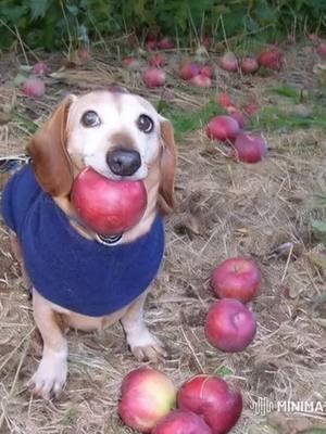 #dogwithapple #dogapple #dog #apple #christmas #merrychristmas #minimax 