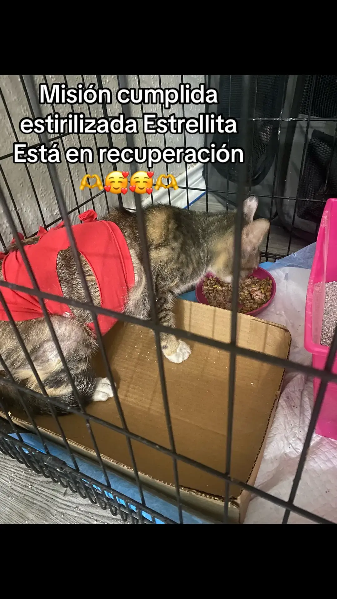 #Lemon8 #viral #paratii #fyp #adopcionresponsable #cats #catsoftiktok #catsbabies #gatitos #gatitostiktok 