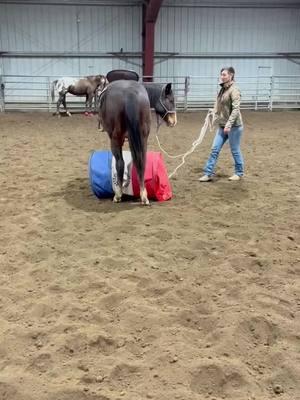 I love this horse! So excited to one day swing a leg over her!! 😍😍 #horses #fyp #training #itsaprocess #yearling #startsontheground #trust #bonded #Cajun #ktjustalilspicy 