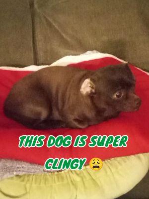 SUPER CLINGY! ANYBODY ELSE'S PET'S CLINGY LIKE THIS?? #pets #dogs #clingy #clingypet #clingypets #clingydogs #clingydogsbelike  #clingypetschallenge  @AliciaTheAries♈ 