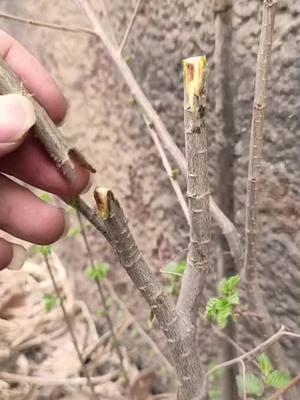 Revolutionary Grafting Tool for Perfect Plant Growth! 🌱✨ Boost Survival Rates Like Never Before!#GardeningHacks #PlantLovers #GraftingTool #GardenEssentials #GreenThumb #PlantCare #SeedlingSuccess #GardeningMadeEasy #GrowYourOwn #HighSurvivalRate#spotlightfinds#TikTokShopHolidayHaul 