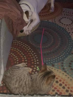 How’s it going with our dog and new kitten…#dogandcat #newkitten #bff #lovehate #fypシ 