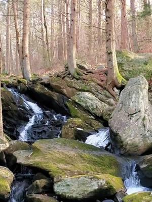 Does a mossy rock forest make you as happy as it makes me? #onthisday #forest #nature #naturevibes #naturemotivates #Hiking 