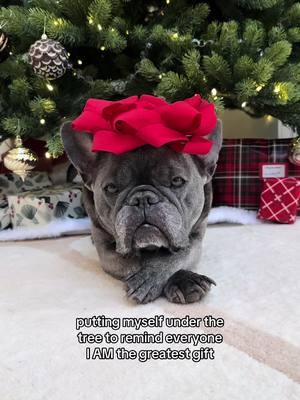 Its true right?? 🎁 #frenchielife #frenchielifestyle #frenchbulldogsoftiktok #dogsofttiktok #dogsoftiktokviral #frenchie #frenchiesofinstagram #dogoftheday #christmas 