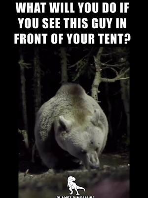 What will you do if you see this guy in front of your tent? 🐻 ⚠️ This is a clip from a wildlife documentary on Grizzly bears in Turkey. Don’t leave food out when camping. 𝘈𝘭𝘭 𝘳𝘪𝘨𝘩𝘵𝘴 𝘢𝘯𝘥 𝘤𝘳𝘦𝘥𝘪𝘵𝘴 𝘳𝘦𝘴𝘦𝘳𝘷𝘦𝘥 𝘵𝘰 𝘵𝘩𝘦 𝘳𝘦𝘴𝘱𝘦𝘤𝘵𝘪𝘷𝘦  𝐓𝐚𝐠 @PlanetDinosaurs \ #PlanetDinosaurs 𝐭𝐨 𝐛𝐞 𝐅𝐮𝐭𝐮𝐫𝐞𝐝 📲  𝐅𝐨𝐥𝐥𝐨𝐰 𝐮𝐬 𝐟𝐨𝐫 𝐭𝐡𝐞 𝐦𝐨𝐬𝐭 𝐕𝐈𝐑𝐀𝐋 𝐃𝐢𝐧𝐨𝐬𝐚𝐮𝐫 𝐂𝐨𝐧𝐭𝐞𝐧𝐭𝐬 𝐎𝐧 𝐈𝐆 #bear #bears #grizzly #dinosaurs #dinosaursofinstagram #dinosaurios #jurassicpark #spinosaurus #jurassicworld #jurassicworlddominion #trex #monster #ancienthistory #mosasaurus #prehistoricanimals #animals #paleontology #lion #tyrannosaurusrex #tiger #archaeology #mammal #fossil #prehistoricearth #planetdinosaurs #prehistoricplanet #paleoart #smilodon #jurassicparktpy