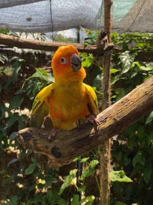 #albs #magiibon #parrot #garden #conure #aviary #gcc #sunconure 