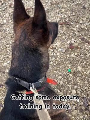 Zeke has no reaction to firearms. He is as solid as they come. What a great dog.  We accept #bitcoin ⁣ .⁣ .⁣ .⁣ .⁣ .⁣ #germanshepherd #germanshepherdlife #germanshepherdofig #germanshepherdsofig #germany #dutchshepherd #gsdforever #gsdoftheworld #gsdstagram #guarddog #happydog #instagsd #k9 #k9handler #k9unit #lovedogs #malinois #mansbestfriend #pets #petshop #petsofinstagram #protectiondog #puppies #puppiesofinstagram #puppylove #workingdogs #workingdogsofig 