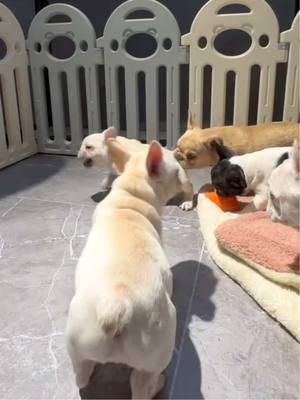 #dogfight#french #animals #pet #frenchies #pets #PetsOfTikTok #frenchiebaby #cute #cutepet #cutebaby #pup #frenchbulldog #puppy #puppy #frenchies #puppies #puppytiktok #frenchiepuppies #dog #doggo #frenchiepuppy #doglove #fun #funnyvideo #dogsoftiktok #fyp 