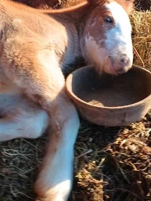 #horse #horses #horsesoftiktok #horsesontiktok #filly #gypsycob #gypsyvannerhorse #ginger #babyhorse #foalsoftiktok #foals #spoiled #spoiledrotten #foodcoma #cutebabyanimals #farmlife #barn @FuzzyPeacock @TommieNorris 