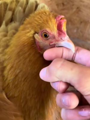 Day 15 Throwback - - - #ethel #etheltok #ethelthechicken #motherhood #motherhoodjourney #chicken #chickens #chickensoftiktok #fyp #cute #sad #interesting #education #educational #learn #farmanimals #farm #share #cuteanimals #broody #broodyhen #hatching #hatchingeggs #hatchday  #incubator #chickentok #share #like #comment #joke #comedy #laugh #probsbitching  