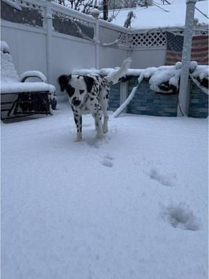 first timer ❄️🐾 #dalmatian #dalmatiansoftiktok #dalmatianpuppy #puppy #fyp #snow #newyork #brooklyn 