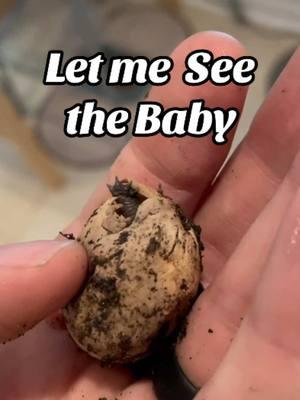 Let me See the Baby😱😍🫠 #easternboxturtle #exoticpets #egg #reptilecommunity #boxturtle #turtles #tortuga #reptile #tortoise #reptilefood #conservation #turtlepower #fypage #animals #tmnt #reptilelover #turtlelife #navidad #tartaruga #ninjaturtles #nightcrawler #turtlefood  #holidays #learning #babyturtle #cuteanimals #babyshower 