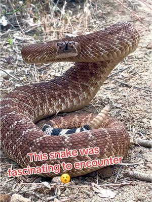 Down to my Top 5 🐍🎄🐍 Countdown until Christmas #5 #countdown #adventcalendar #christmas #favorite #video #fun #big #rattlesnake #snake #greenbucketbruce #socalsnakewrangler #wranglerbruce #beast #beautiful #nature #fypシ #fypシ #california 