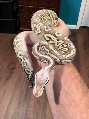 Our pewter het clown boy! #babysnake #ballpythonsoftiktok #PetsOfTikTok #chadcrewsmagic #nevermorepythonemporium 