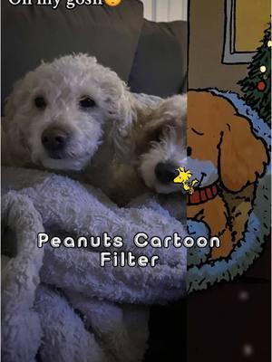 Oh my goah this is the cutest thing ive ever seen! #doodle #cavapoo #maltipoo #doodle #peanuts #peanutschristmas #CapCut 