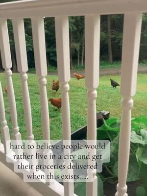 you don’t need to be rich to enjoy rural living 🐓 🦌 #homestead #homesteading #homesteadlife #rural #rurallife #rurallifestyle #countryliving #chickensoftiktok #backyardchickens #deer 