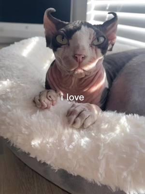 #sphynxcat #hairlesscat #sphynxoftiktok #sphynxaddiction #sphynx #fyp #ca #us #az #nyc #utah #nv #lv 