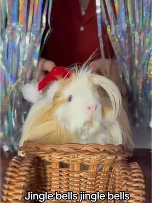 #VoiceEffects Its Santa Miso on hos sleigh. #cobayo #cobaya  #meerschweinchen #морскаясвинка #derriguinea #dandelions #Cochondinde #fuzzyinstapigs #marsvin #기니피그  #buzzfeedanimals #cavylife #conejillodeindias  #Ginedomuzu #guineapigsofinstagram #बलिकाबकरा   #モルモット #conejillo #cobaia #guineapigsofig #guineapigsoftiktok #porcellino #boys #豚鼠 #newyork #furbabies #family mother #peruvian #boy #movie #boop #kiss #smile #cannoli #phoebe #nougat #bonbon #bialy #boys #girls #chonky #starwars  #cannoli #instacavy #funnyvideos #cuteanimals #fuzzyinstapigs  #instapets  #buzzfeedanimals #cavylife #caviesofinstagram  #instababies #petstagram #guineapigsofinstagram #instacute #conejillo #cobaia #guineapigsofig #smile  #instagood #cavy #viral #viralvideo #instagram #birth #SmallBusiness #elf #etsyseller #Love #guineapig #guineapigs #trending #cosplay #merrychristmas #Christmas#life