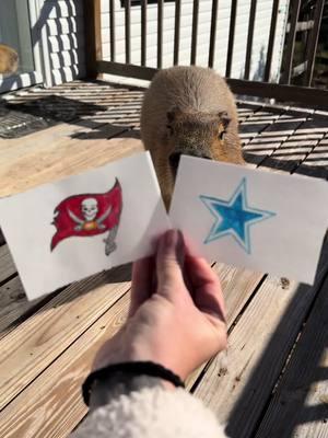 Pumpkin the capybara picks Sunday Night Football! 🏈 And Cheesecake picks up the scraps 😂 sorry Dallas!  PS - capygrams are edible!  #capybara #capybaras #capybarasofinstagram #funnyanimals #nfl #nflfootball #sportsbetting #tampabay #tampabaybuccaneers #buccaneers #dallascowboys #dallas #cowboys #cowboysnation 