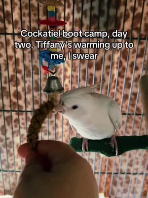 Guys, she only tried to bite me once this time, progress! 🫣 #cockatiel #cockatielsoftiktok #cockatielsontiktok #cockatiellife 