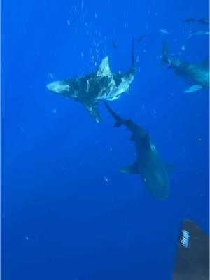 reminder to do what you’re afraid of #sharkdiving #sharkdive #shark #bullshark #diving #florida #jupiter #floridasharkdiving 