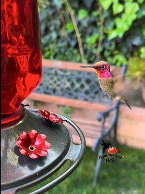 Dancing for nectar ✨ #hummingbirds #nature #annashummingbird  . Share this video with friends and family to spread the joy of hummingbirds ✨ . . © All rights reserved.  Don’t use without permission.  . . . #birds #naturelover #Outdoors #birdwatching #gardenbirds #featherperfection #instabirds #wildlife #hummingbirdfeeder #backyardbirds #birdsinflight #hummingbird  #hummingbirdsoftiktok #asmr #foryou #vibes #weekendvibes #viral #fyp #foryoupage #reels #birdreels #naturereels #reels__tiktok #viralvideo 