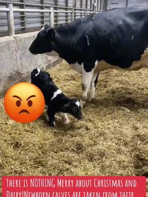 Theres #nothing #merry about #dairy . #calves are #taken #from their #mothers 365 so #humans cN #take their #milk. Choose #vegan #over #cruelty #merrychristmas #fy 