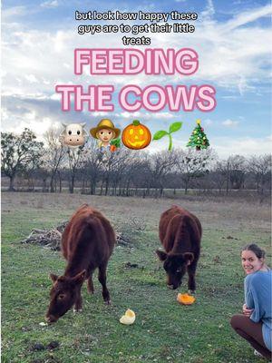 happy lil guys 🐮  . . . #slowliving #homemaker #christmasdecor #compost #cows #cow #zerowaste #sahm #toddlermom #texasmom