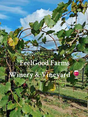 New Winery alert 🍷✨️ We truly enjoyed our visit here 👌 🍷Feelgood Farms winery (Osteen, FL) is a small family run winery with a beautiful vineyard and also an event space for weddings ✨️ and other special occasions with a welcoming atmosphere 👌  Located in #osteen #florida close to #deltona  Highly recommend 👌#feelgoodfarms 🚜🍷 #glasshalffull  #positivevibes #wine #winelover #fyp #foryoupage #visitorlando 