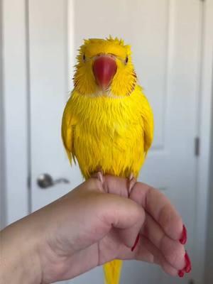 JUST A LIL YELLO PORCUPINE REPORTING 4 DUTY ON 2DAYZ EPISODE OF ~SEXII SATURDAY~ 🔥☕️🥵☀️🌶️ #CeleBIRDY #PamperedParrot #bird #parrot #birdtok #parrottok #birdsoftiktok #parrotsoftiktok #indianringneck #ringneckparrot #irn #birb #cute #banana #yellow #weekend #saturday #christmas #christmastime 