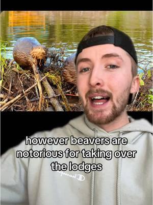 The largest dam in North America ##greenscreen##dam##beaver##animals##humans##america##northamerica##geography##loctician##facts##interesting##themoreyouknow