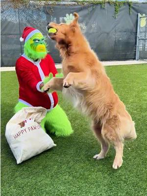 Plot twist: The Grinch traded Whoville for our pet resort! ✨ #thegrinch #petresort #dogdaycare 